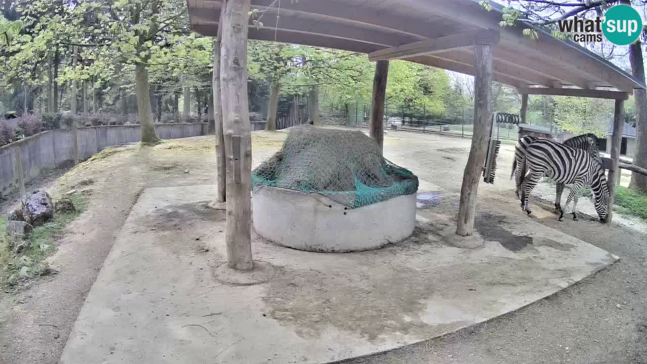 Live Webcam Zebras in Ljubljana ZOO – Slowenien