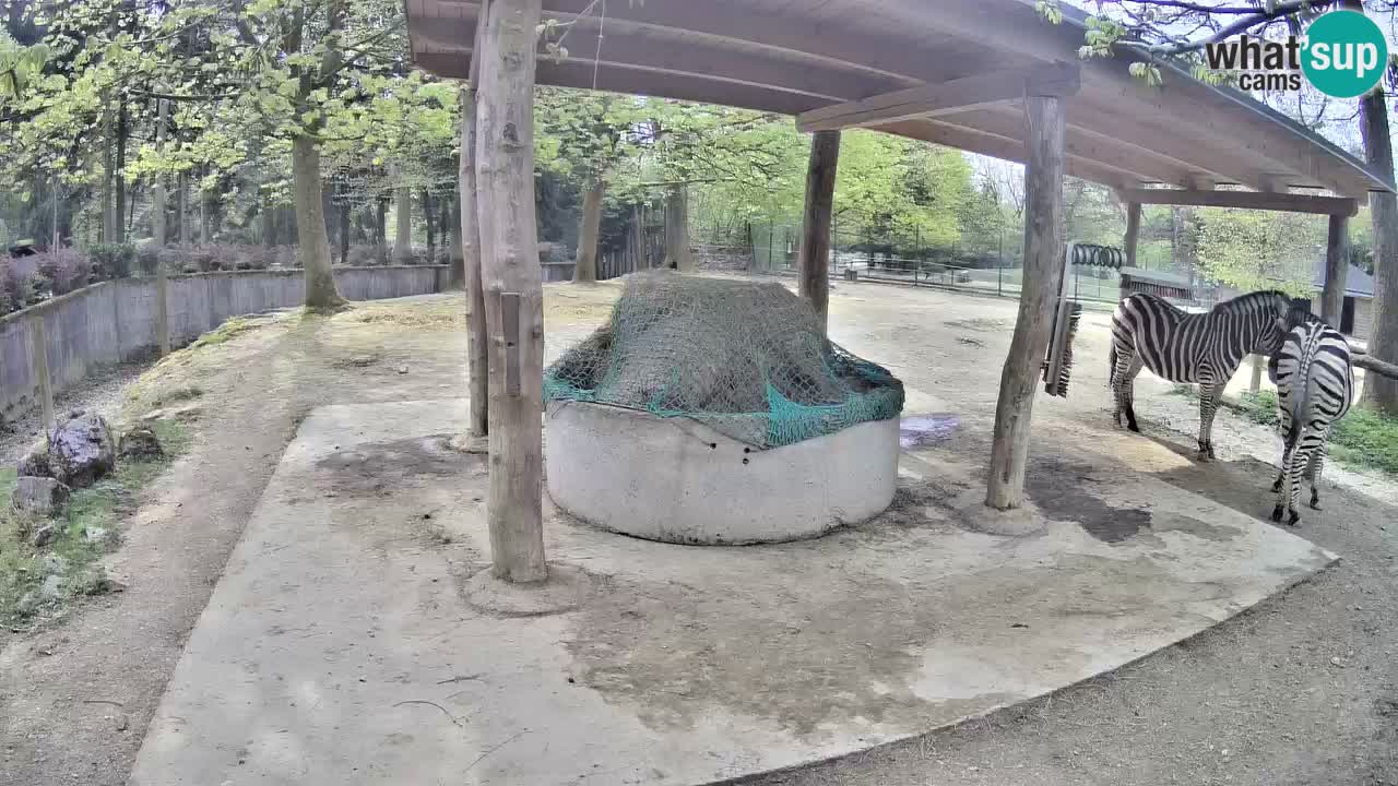 Camera en vivo Cebras in Ljubljana ZOO – Eslovenia