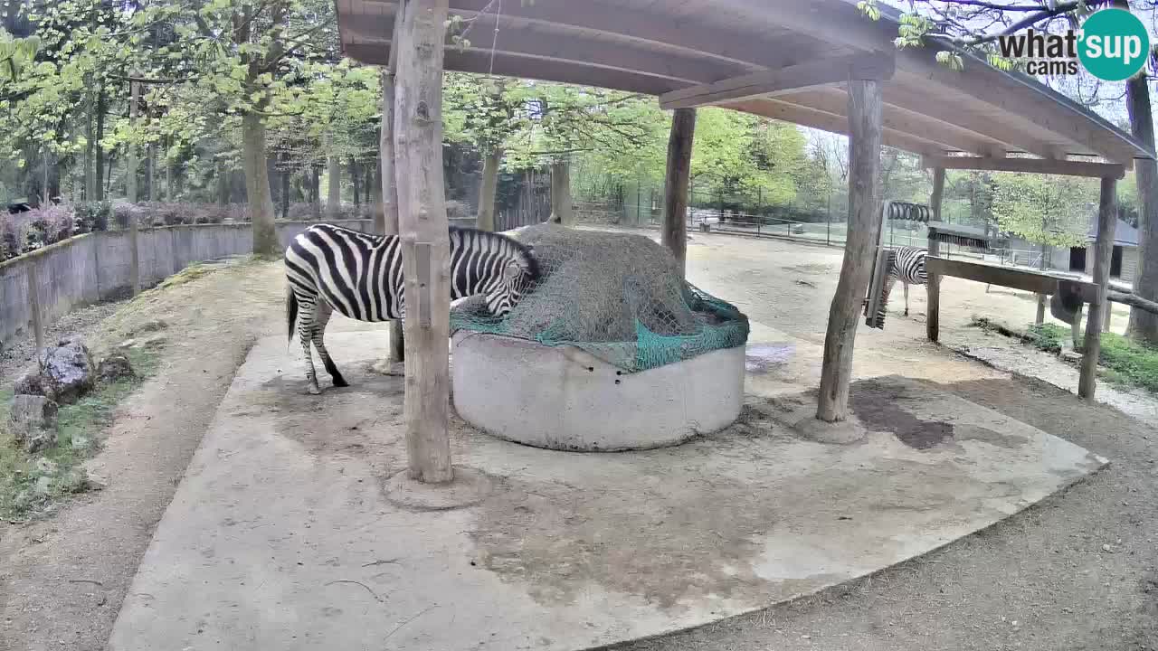 Le Zebre nello ZOO di Ljubljana – Slovenia Live webcam