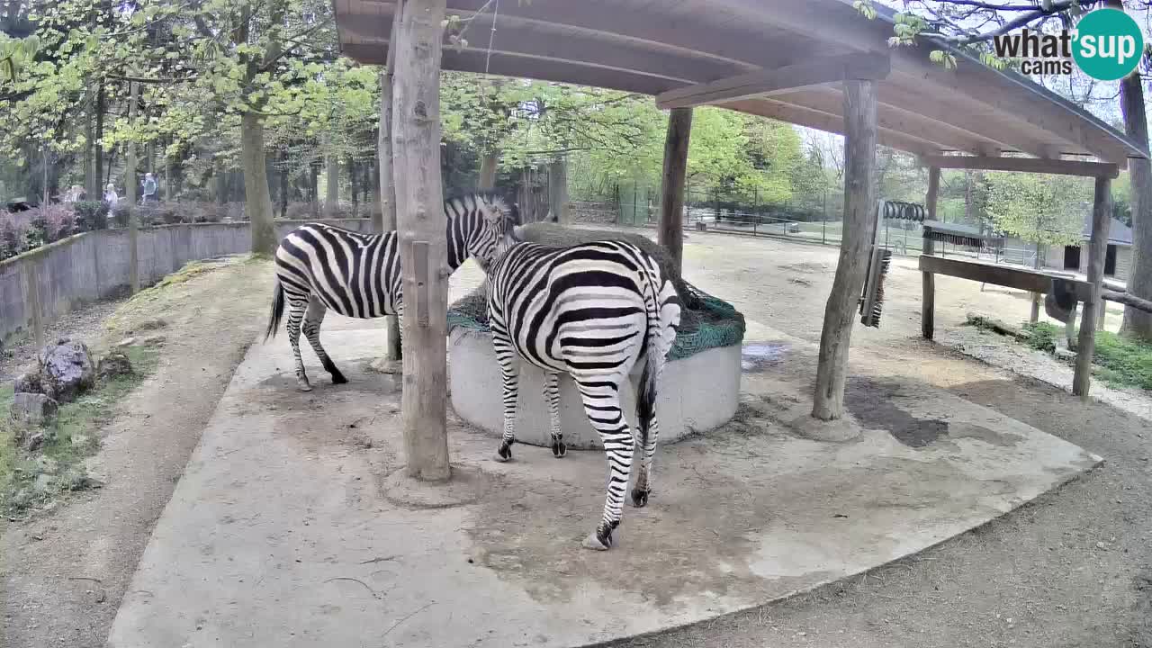 Camera en vivo Cebras in Ljubljana ZOO – Eslovenia