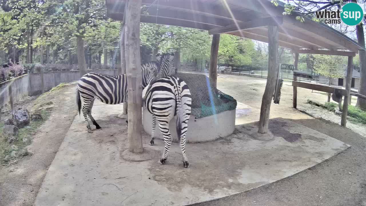 Camera en vivo Cebras in Ljubljana ZOO – Eslovenia