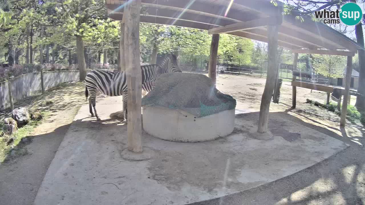 Web kamera uživo Zebras u ZOO Ljubljana – Slovenija