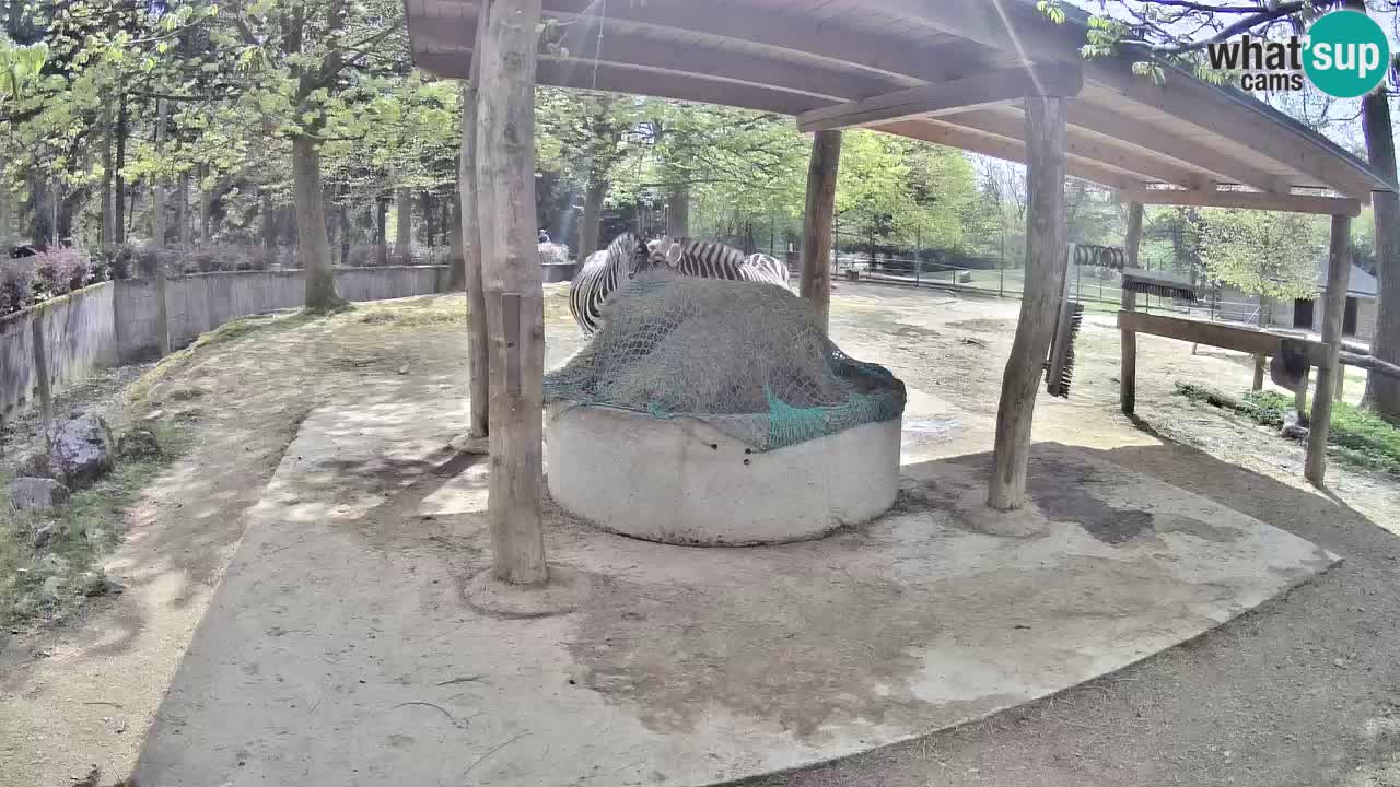 Zebre v živo v živalskem vrtu Ljubljana ZOO spletne kamere