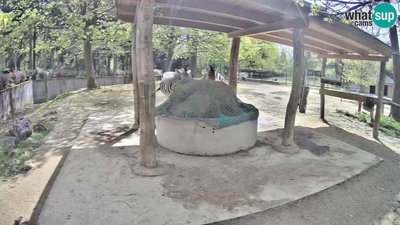 Le Zebre nello ZOO di Ljubljana – Slovenia Live webcam