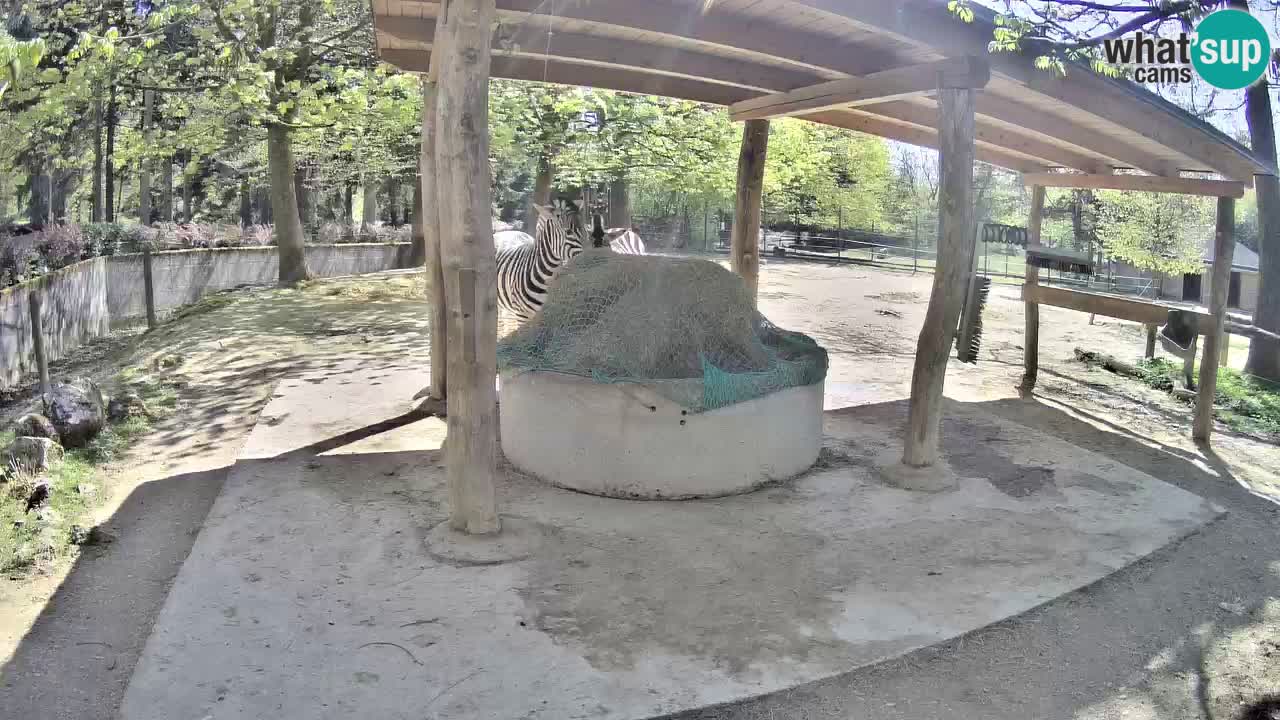 Le Zebre nello ZOO di Ljubljana – Slovenia Live webcam