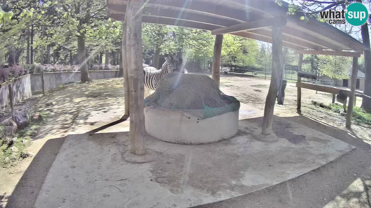 Le Zebre nello ZOO di Ljubljana – Slovenia Live webcam