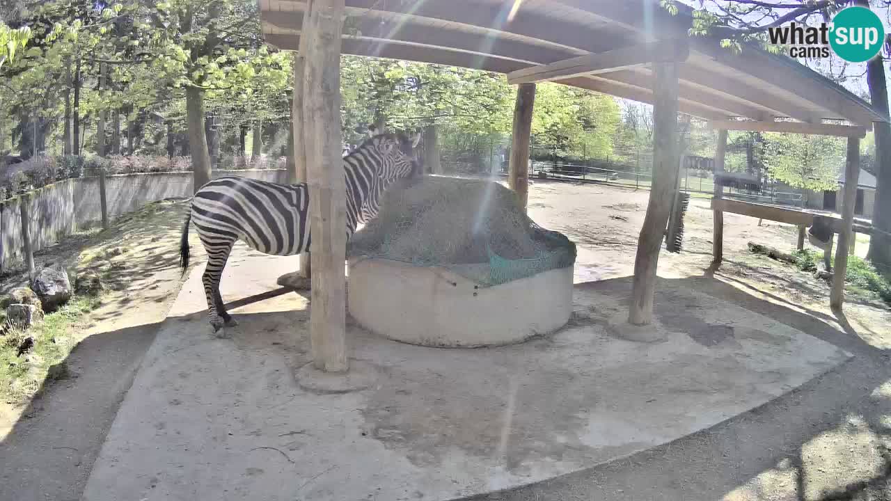 Camera en vivo Cebras in Ljubljana ZOO – Eslovenia