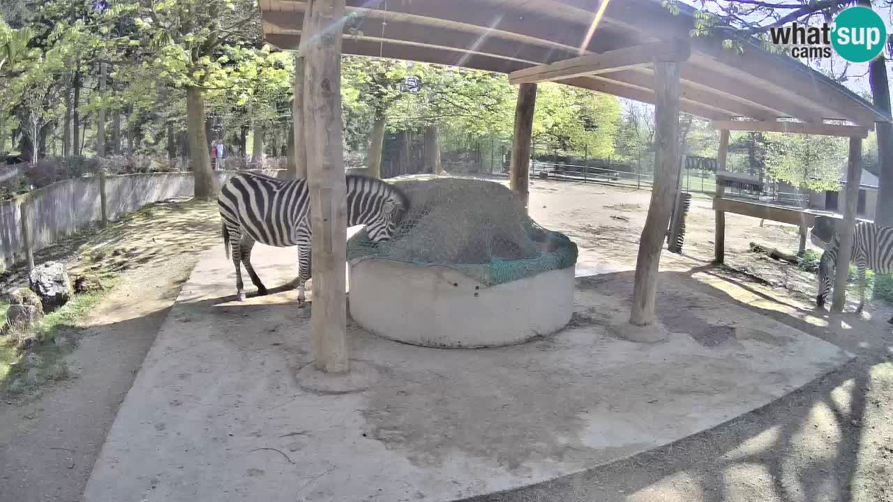 Zebre v živo v živalskem vrtu Ljubljana ZOO spletne kamere
