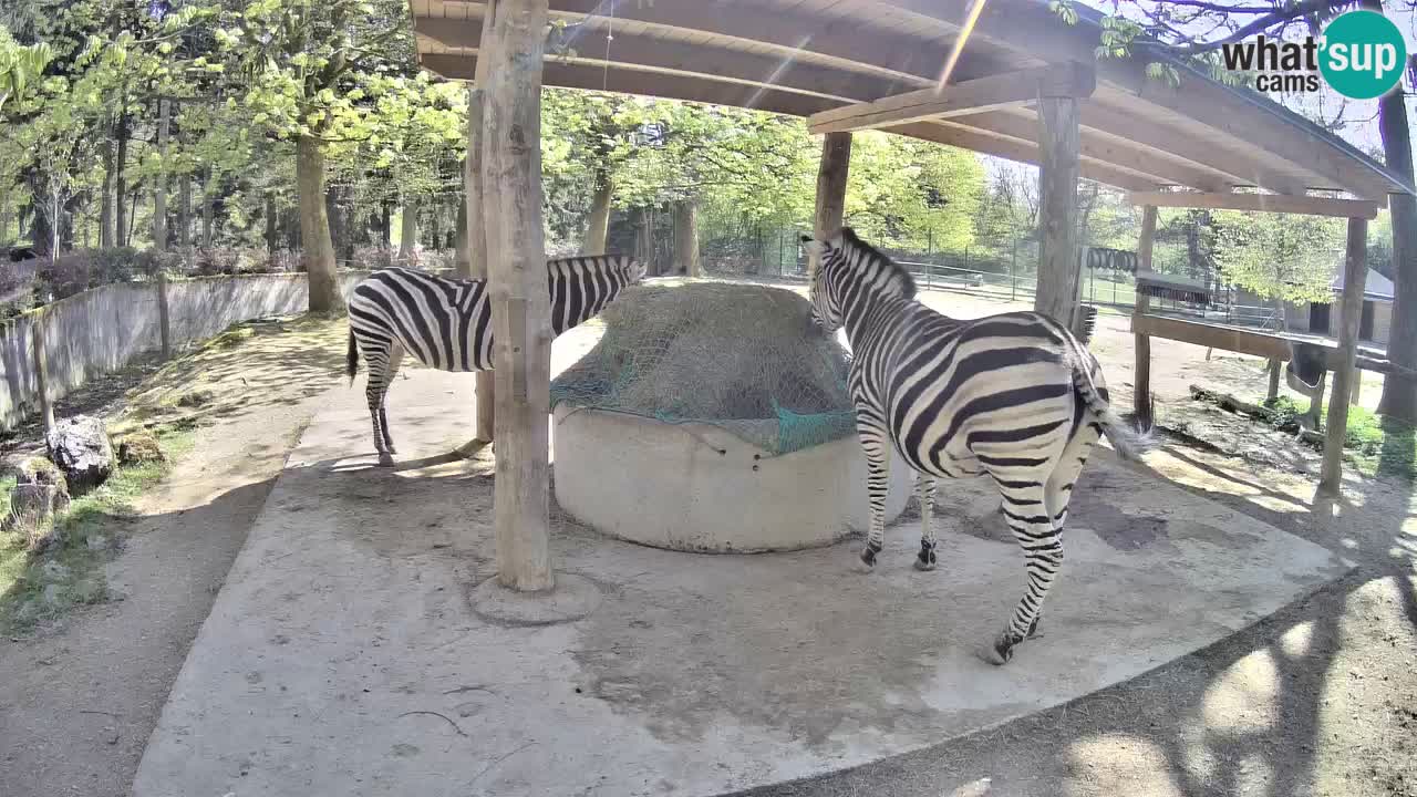 Live Webcam Zebras in Ljubljana ZOO – Slowenien