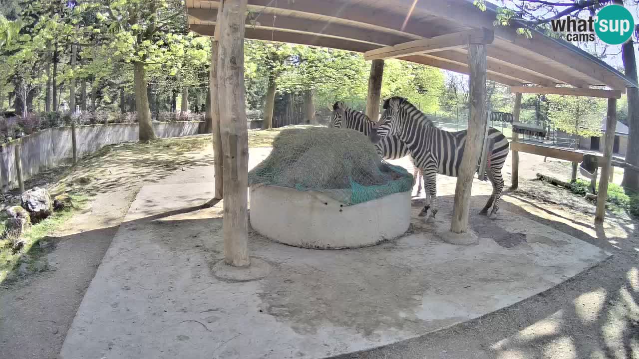 Live Webcam Zebras in Ljubljana ZOO – Slowenien