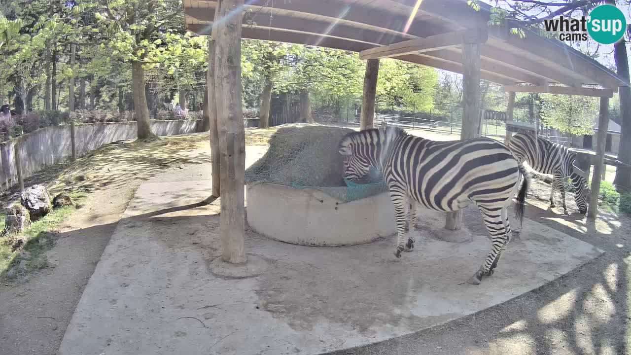 Live Webcam Zebras in Ljubljana ZOO – Slowenien