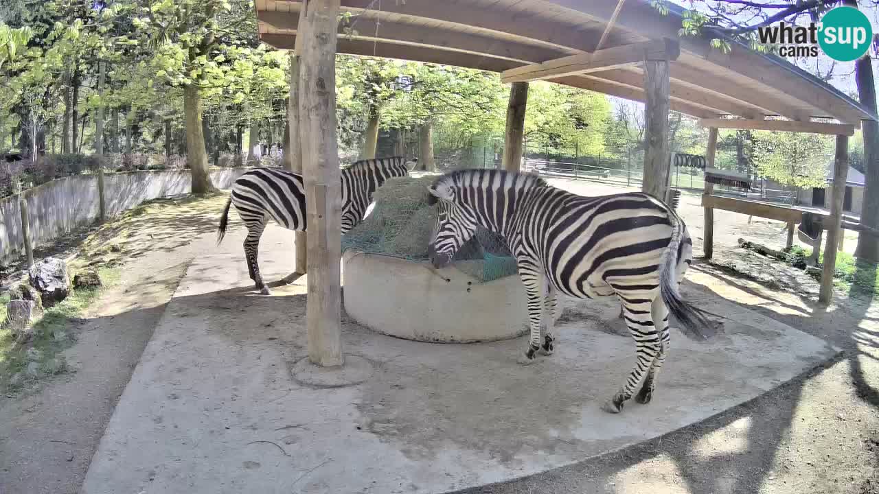 Le Zebre nello ZOO di Ljubljana – Slovenia Live webcam