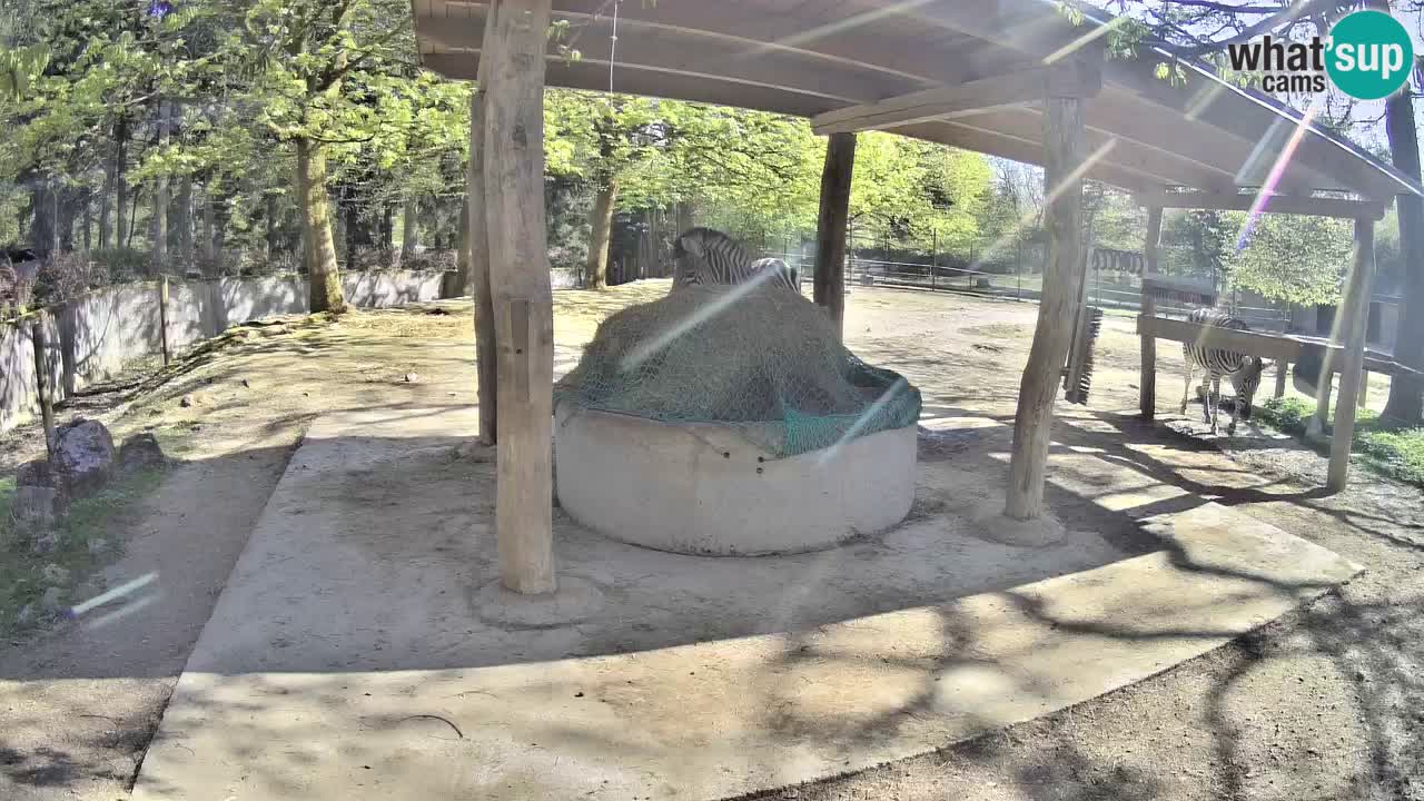 Live webcam Les zèbres in Ljubljana ZOO – Slovénie