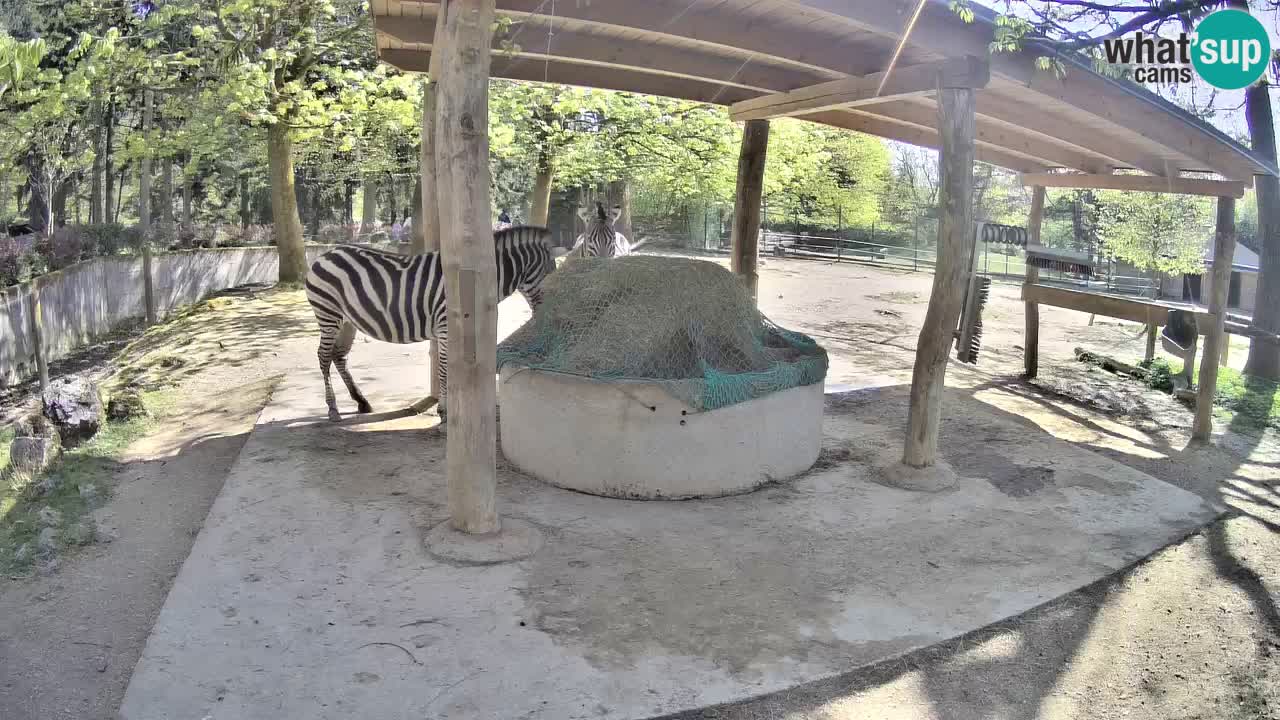 Web kamera uživo Zebras u ZOO Ljubljana – Slovenija