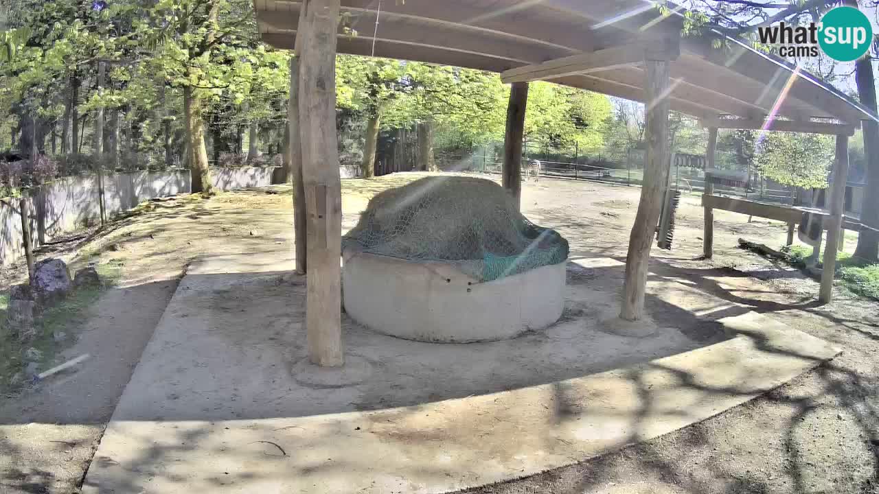Live Webcam Zebras in Ljubljana ZOO – Slowenien