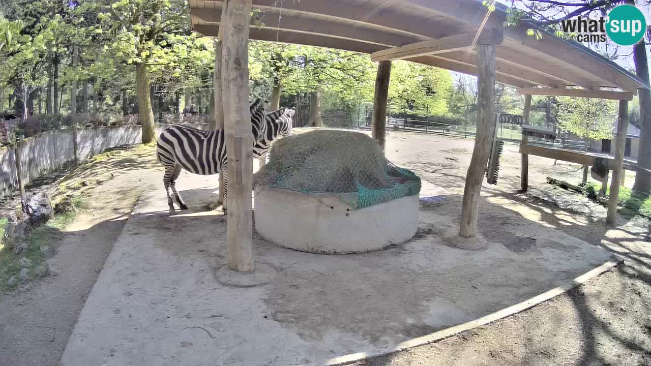 Le Zebre nello ZOO di Ljubljana – Slovenia Live webcam