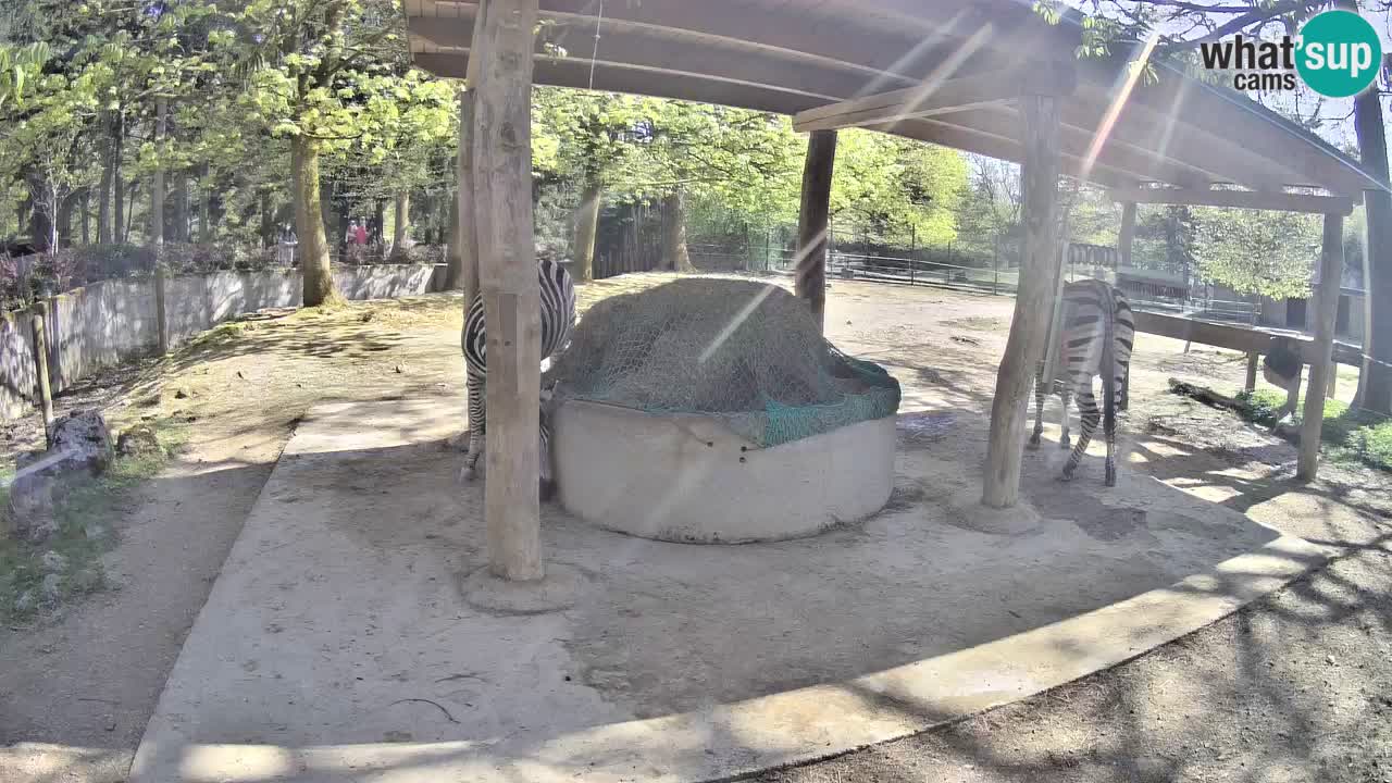 Camera en vivo Cebras in Ljubljana ZOO – Eslovenia