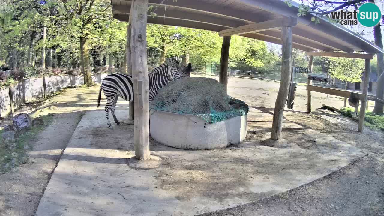 Live webcam Les zèbres in Ljubljana ZOO – Slovénie