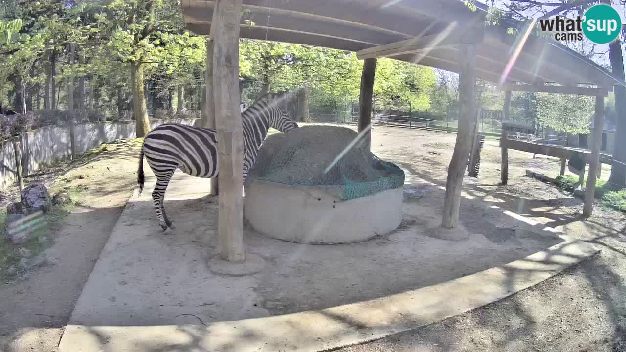 Live Webcam Zebras in Ljubljana ZOO – Slowenien