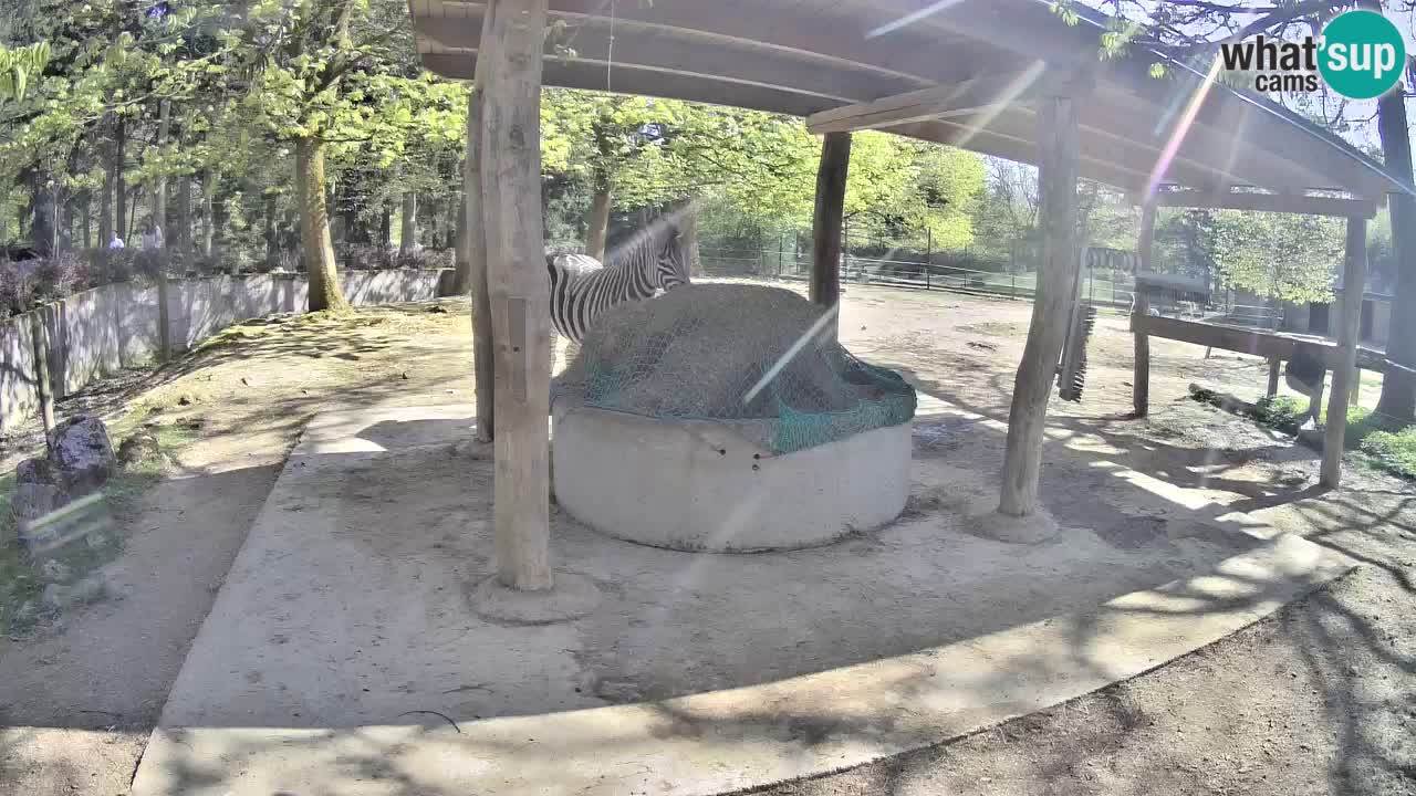 Camera en vivo Cebras in Ljubljana ZOO – Eslovenia