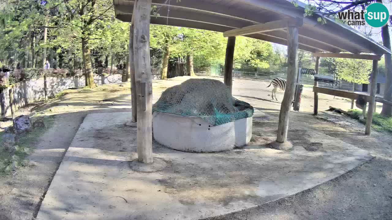 Zebre v živo v živalskem vrtu Ljubljana ZOO spletne kamere