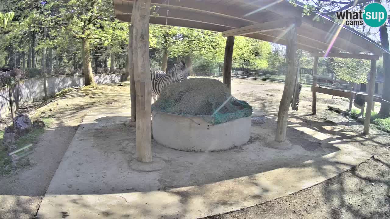 Live Webcam Zebras in Ljubljana ZOO – Slowenien