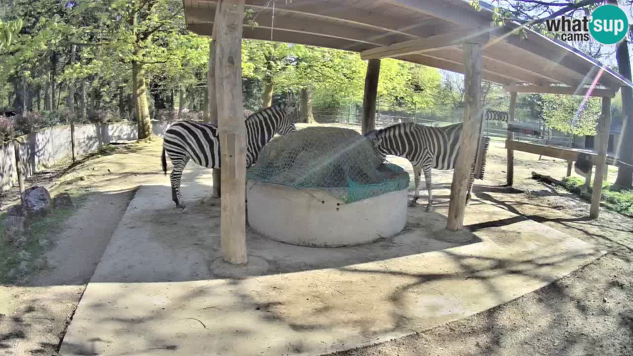 Live webcam Zebras in Ljubljana ZOO – Slovenia