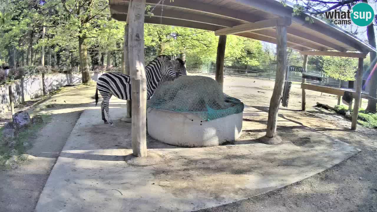 Camera en vivo Cebras in Ljubljana ZOO – Eslovenia