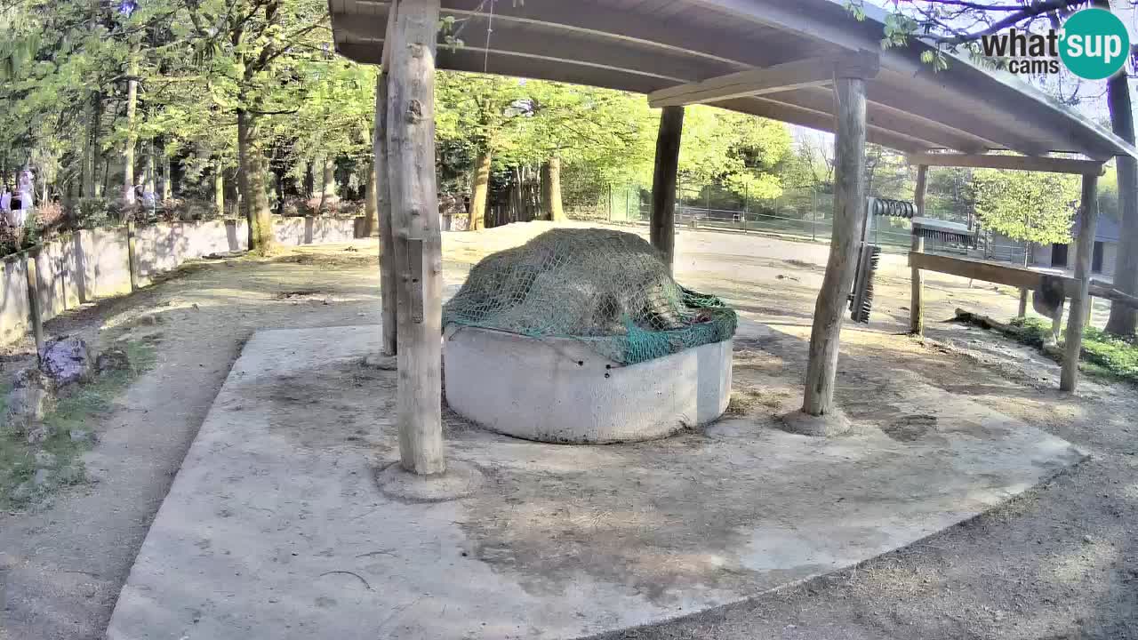 Live Webcam Zebras in Ljubljana ZOO – Slowenien