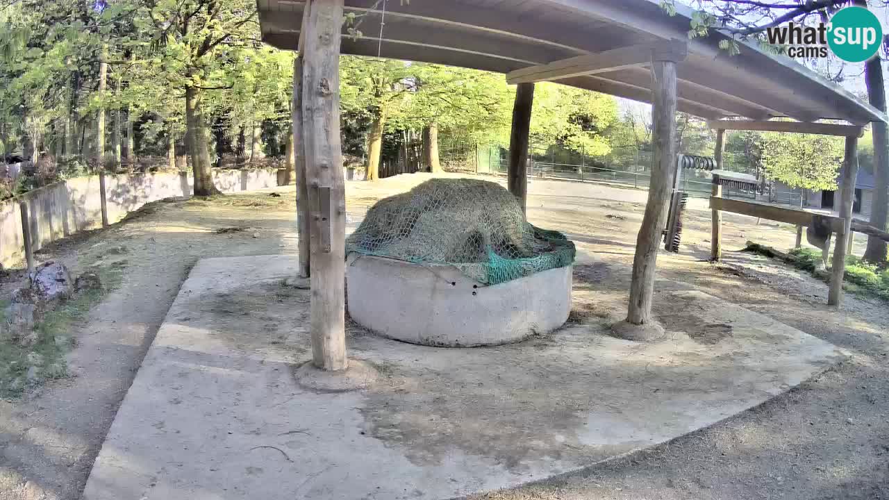 Live webcam Zebras in Ljubljana ZOO – Slovenia