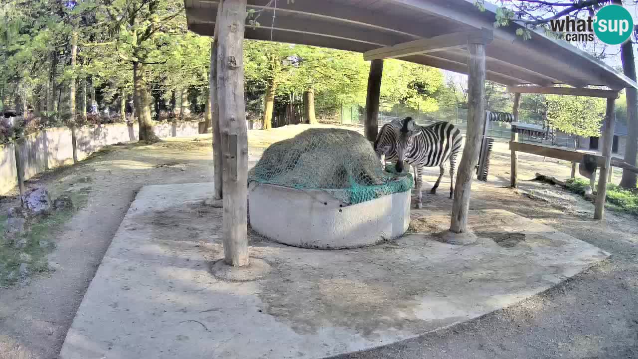 Web kamera uživo Zebras u ZOO Ljubljana – Slovenija