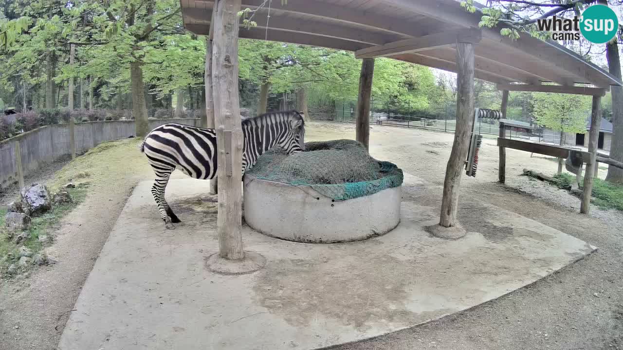 Web kamera uživo Zebras u ZOO Ljubljana – Slovenija