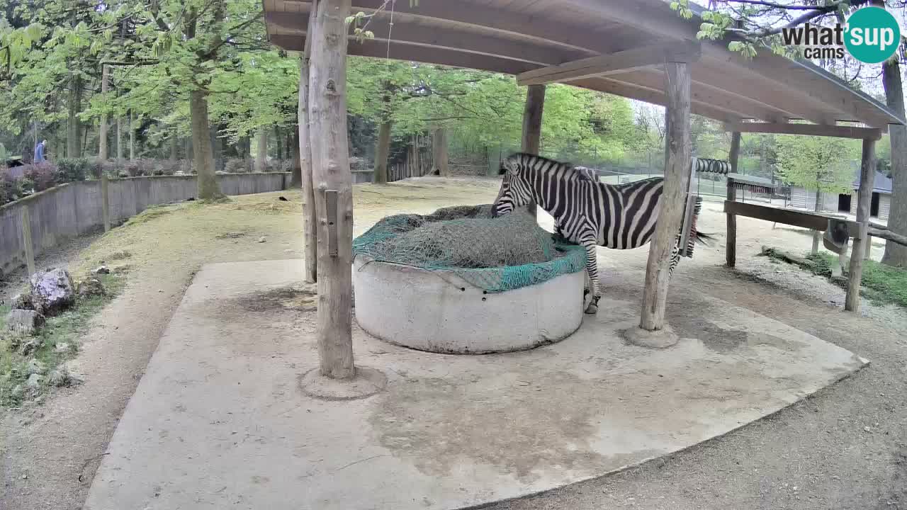 Web kamera uživo Zebras u ZOO Ljubljana – Slovenija