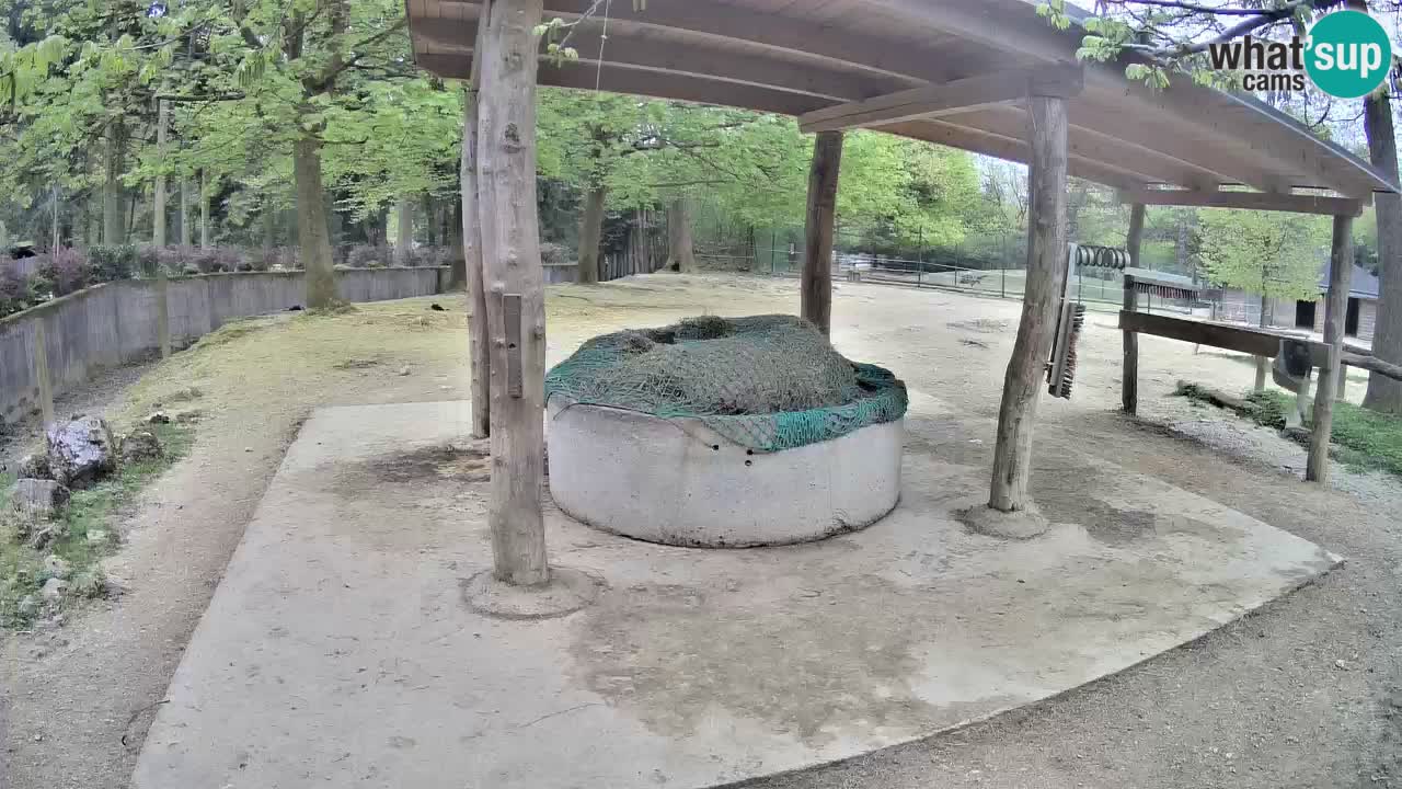 Web kamera uživo Zebras u ZOO Ljubljana – Slovenija