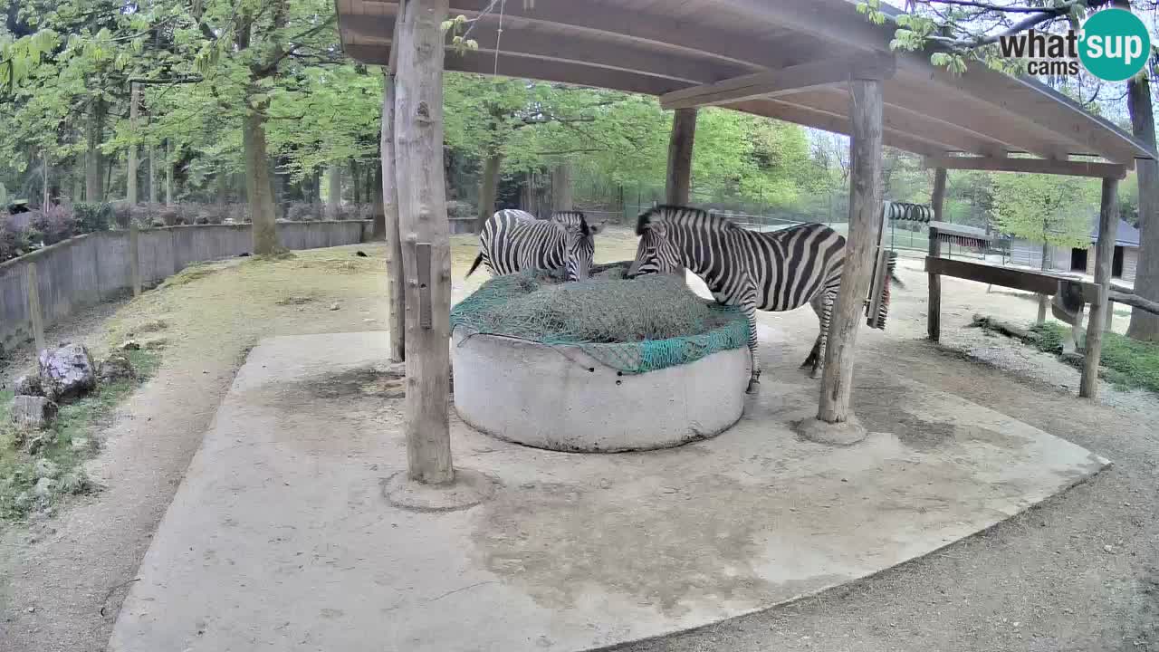 Web kamera uživo Zebras u ZOO Ljubljana – Slovenija