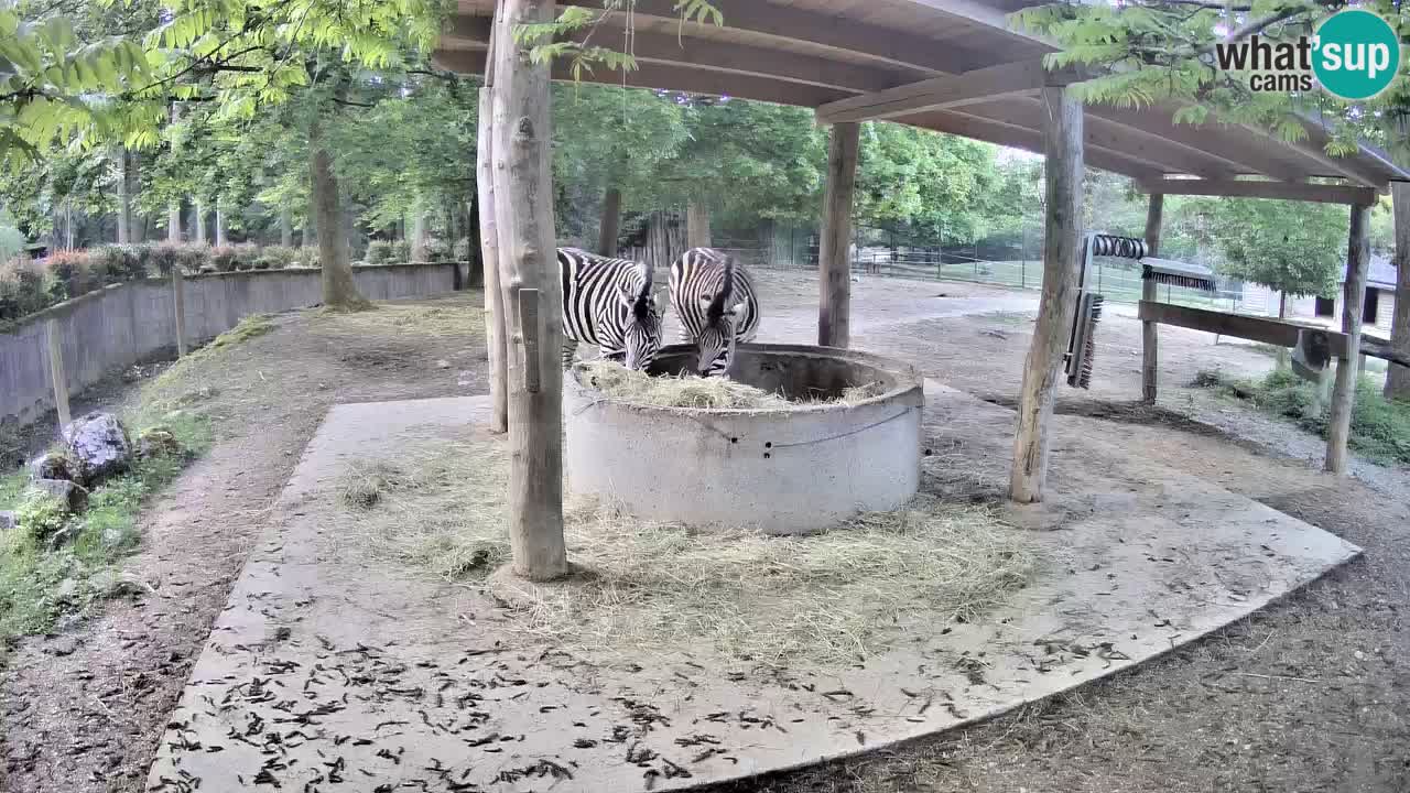 Zebre v živo v živalskem vrtu Ljubljana ZOO spletne kamere