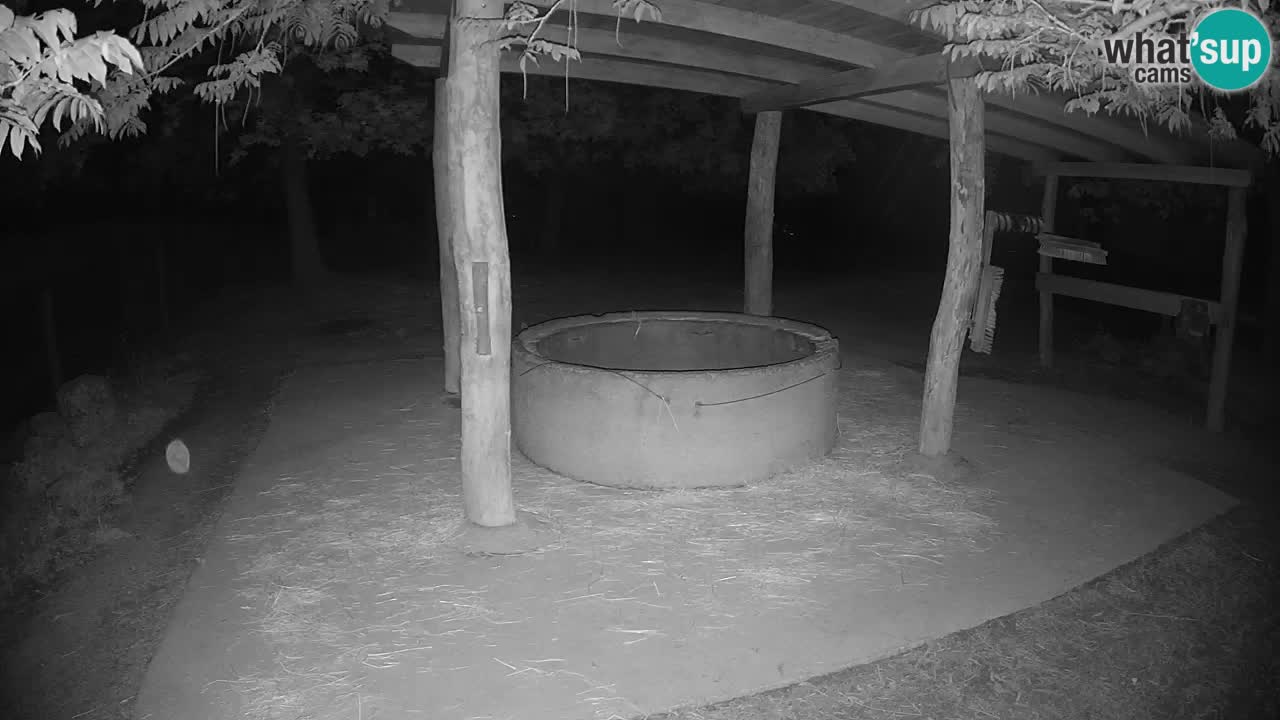 Zebre v živo v živalskem vrtu Ljubljana ZOO spletne kamere