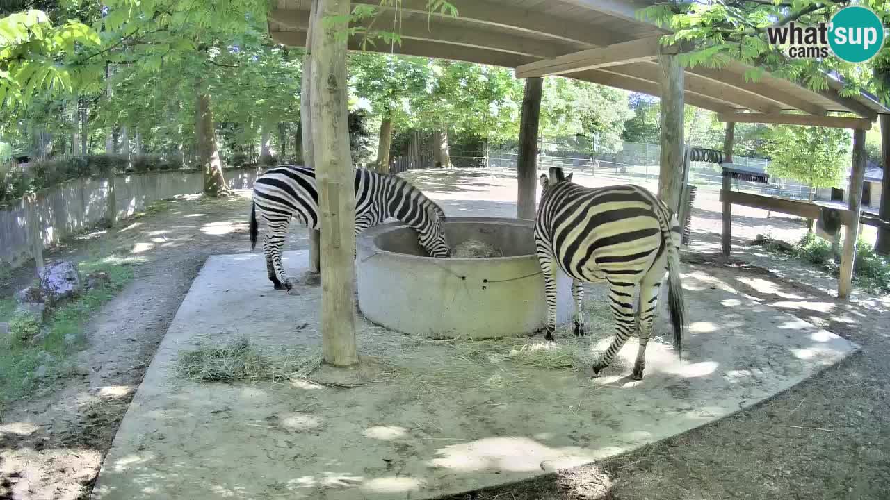 Live webcam Zebras in Ljubljana ZOO – Slovenia