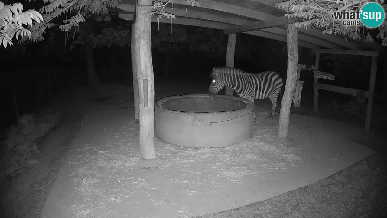 Web kamera uživo Zebras u ZOO Ljubljana – Slovenija