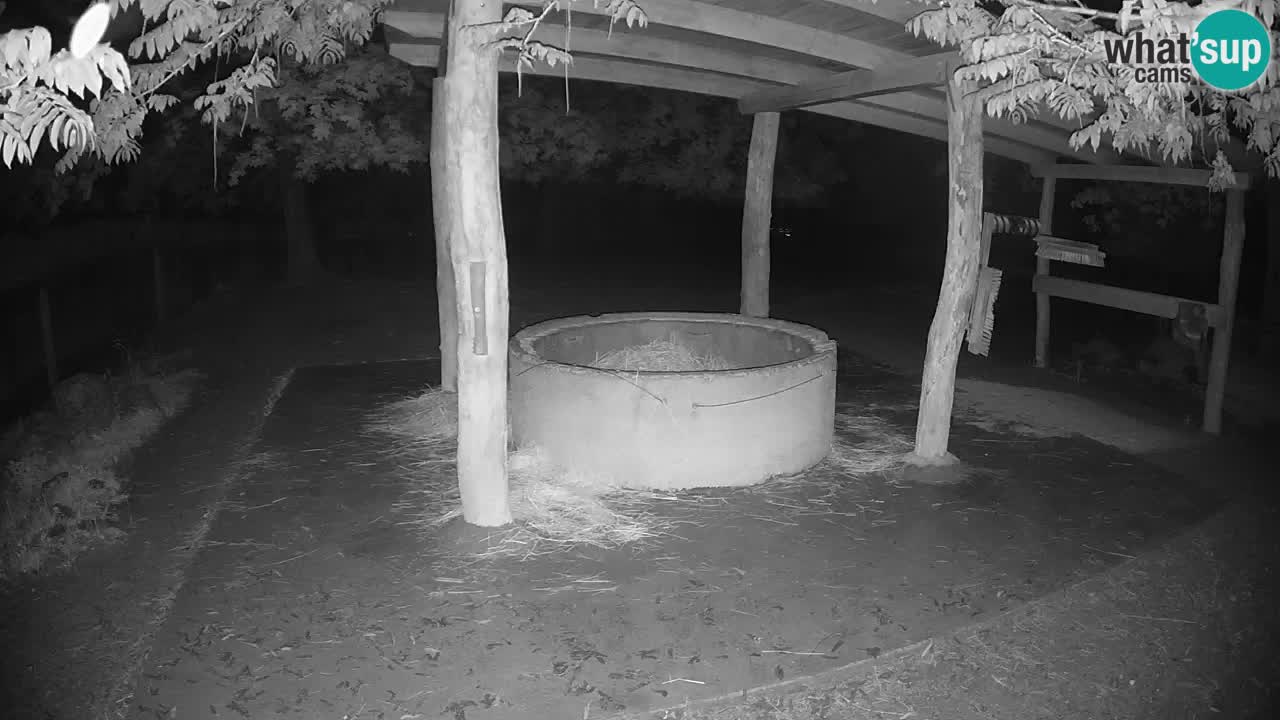 Web kamera uživo Zebras u ZOO Ljubljana – Slovenija