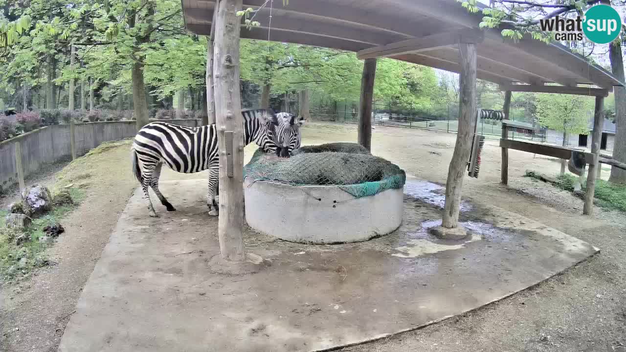 Web kamera uživo Zebras u ZOO Ljubljana – Slovenija