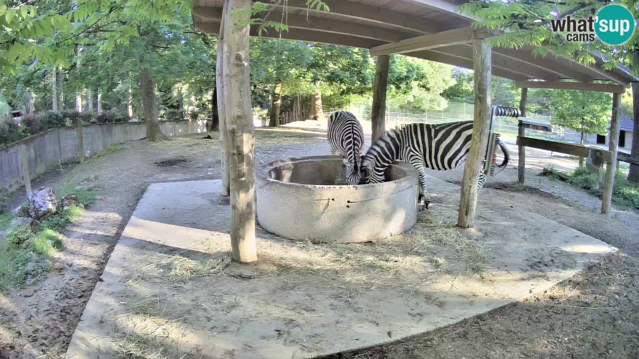 Zebre v živo v živalskem vrtu Ljubljana ZOO spletne kamere