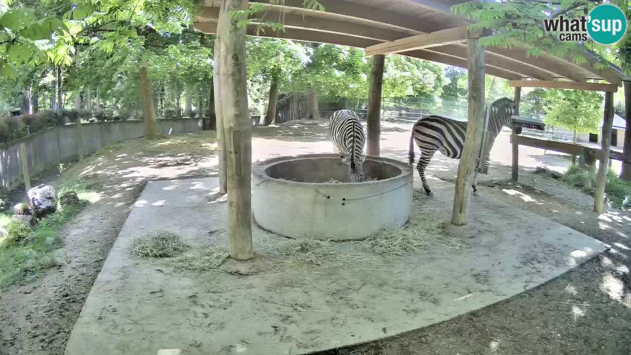 Live webcam Les zèbres in Ljubljana ZOO – Slovénie