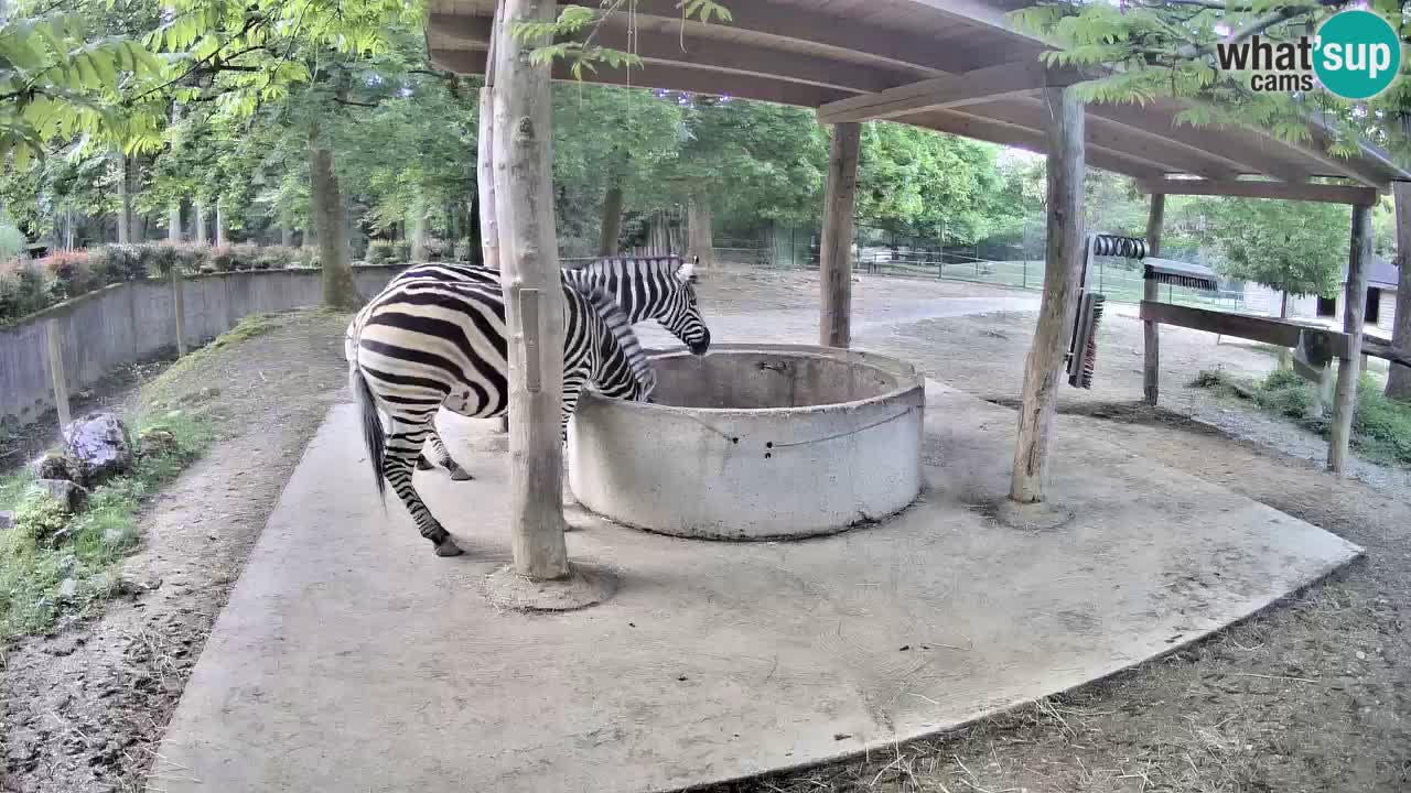 Web kamera uživo Zebras u ZOO Ljubljana – Slovenija