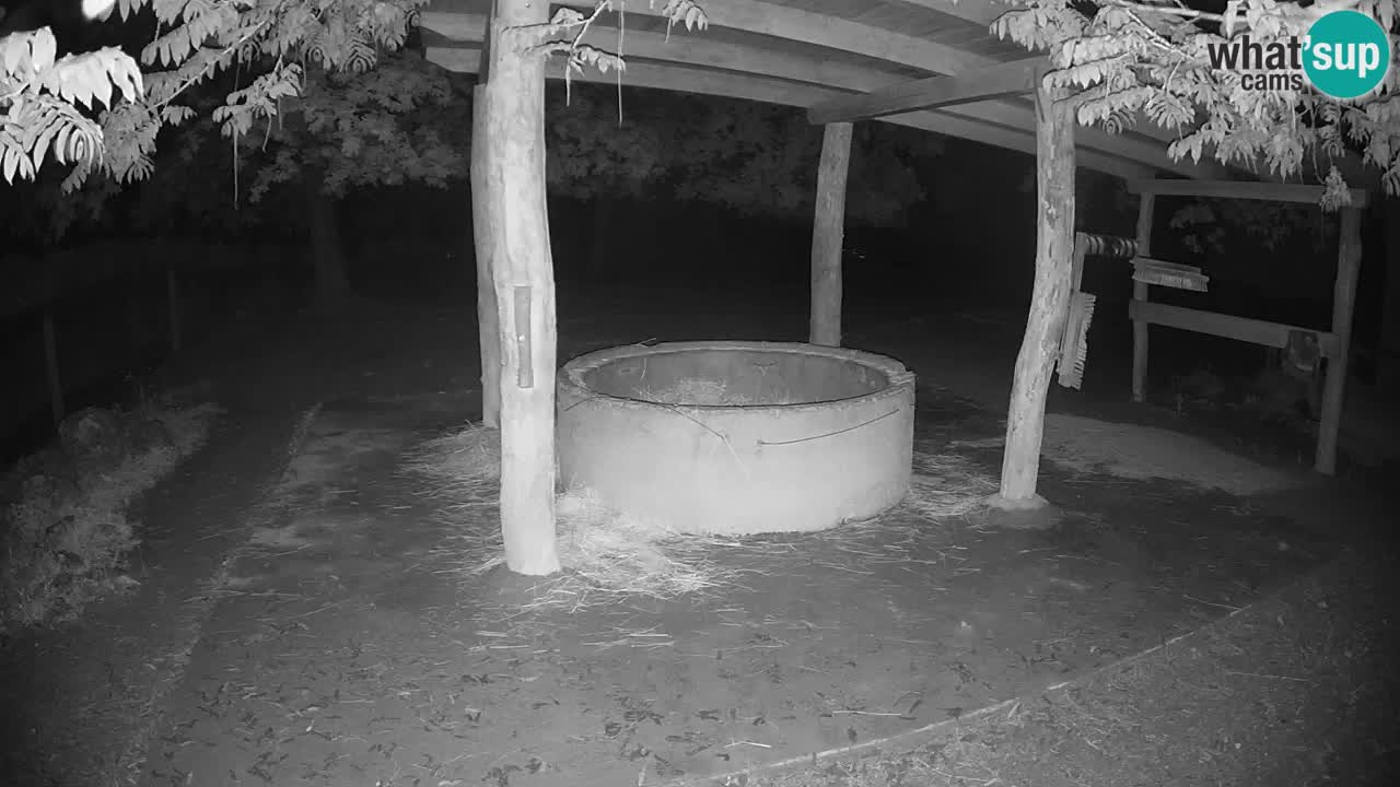 Live Webcam Zebras in Ljubljana ZOO – Slowenien