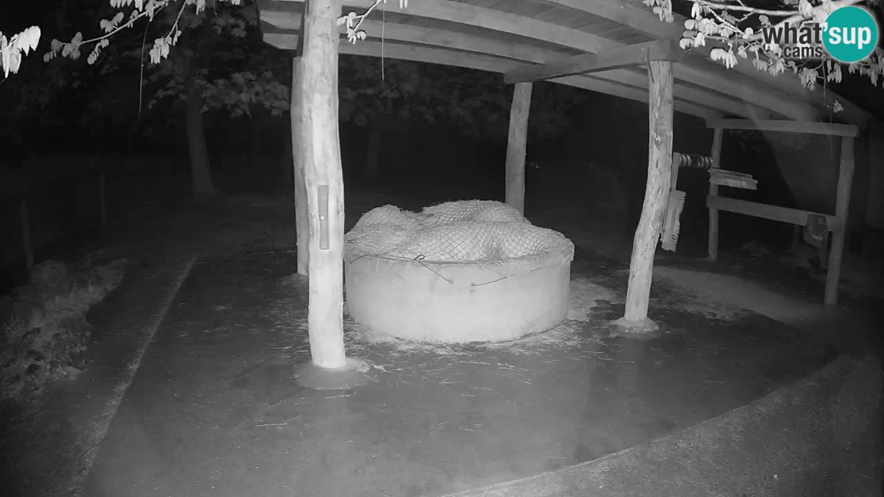 Camera en vivo Cebras in Ljubljana ZOO – Eslovenia