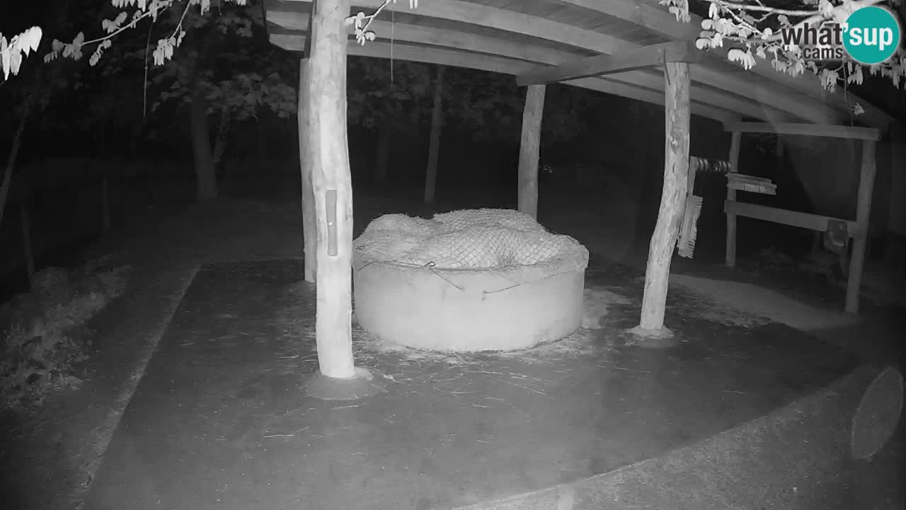 Web kamera uživo Zebras u ZOO Ljubljana – Slovenija