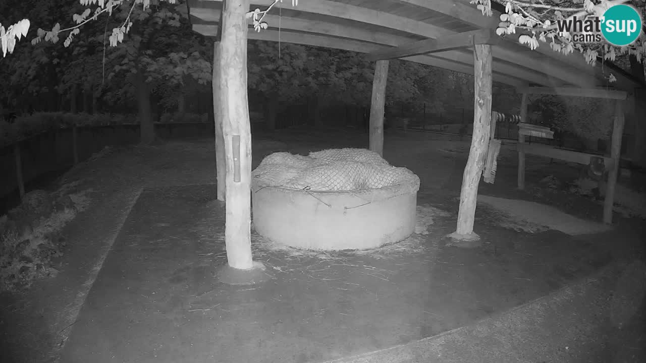 Live webcam Les zèbres in Ljubljana ZOO – Slovénie