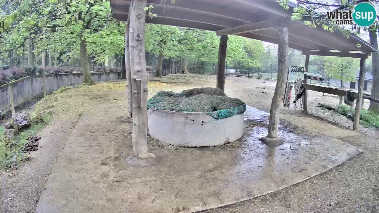 Camera en vivo Cebras in Ljubljana ZOO – Eslovenia
