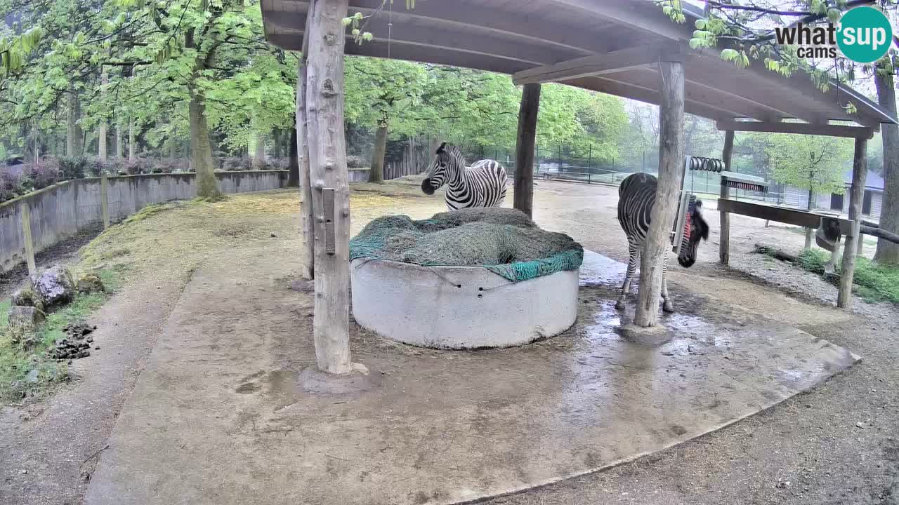 Le Zebre nello ZOO di Ljubljana – Slovenia Live webcam